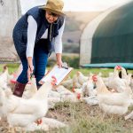 distribuidor de fósforo y aminoácidos para nutrición de aves