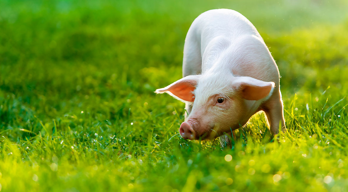 Proveedor de materias primas para alimentación de animales de granja,