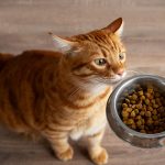 Proveedor de materias primas para la nutrición de gatos